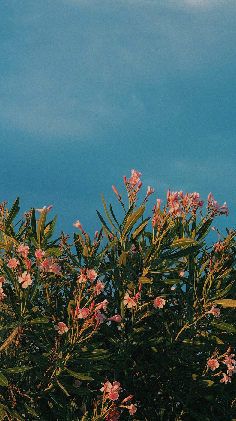 Oleander against a hazy blue sky
